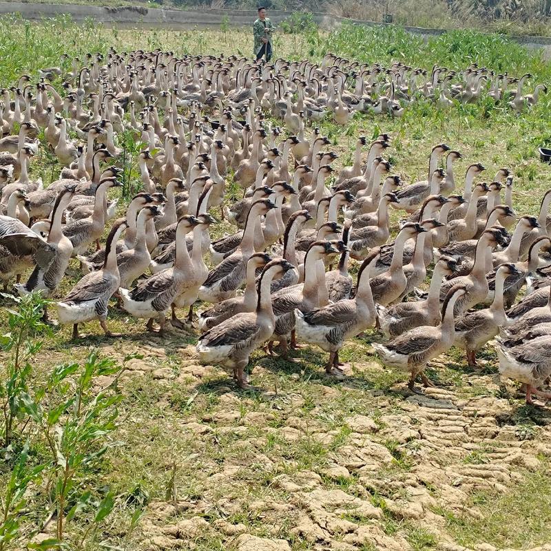 农村养殖技术视频哪里能下载？-图3