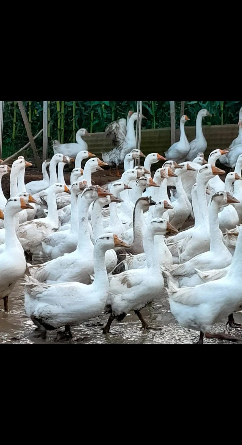 农村养殖技术视频哪里能下载？-图2