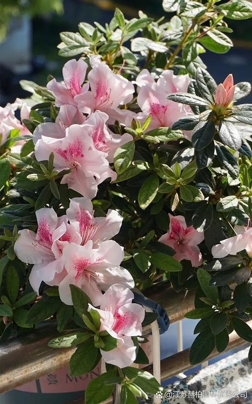 哪些杜鹃花品种颜色最艳丽？-图2