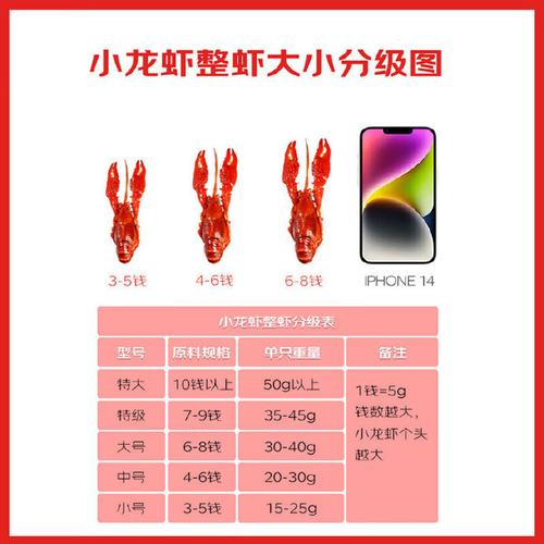 广东小龙虾批发价现在多少？-图3