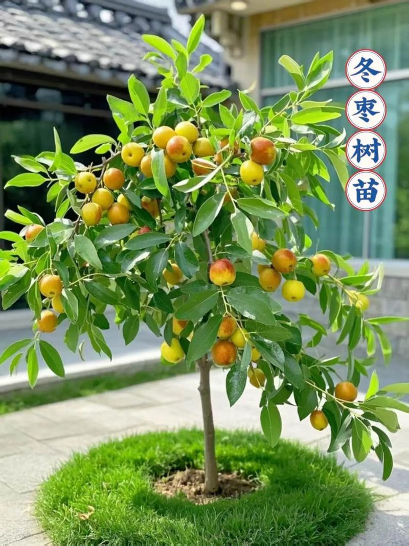 冬枣树移栽有哪些关键技术要点？-图2