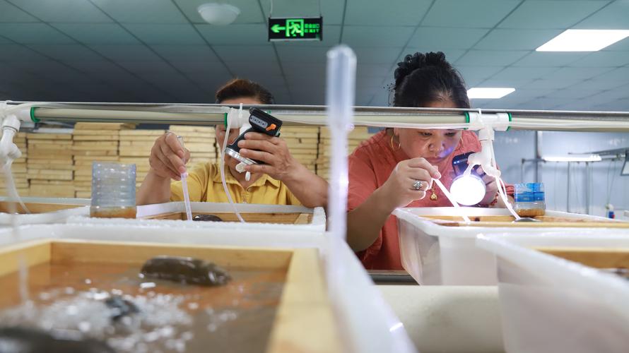 人工孵化泥鳅技术视频要点有哪些？-图1