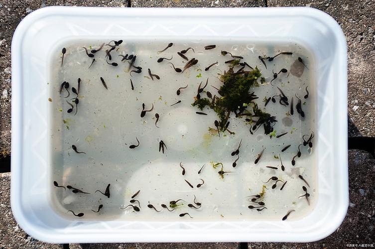 人工孵化泥鳅技术视频要点有哪些？-图3