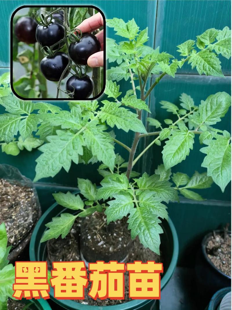 黑番茄种植技术哪里学？-图2