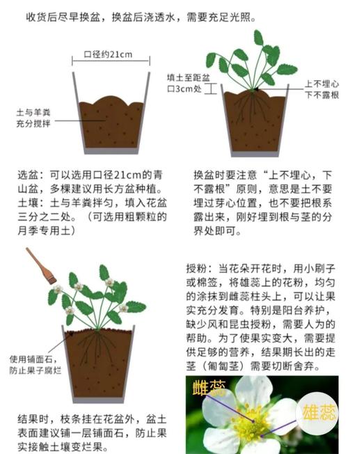 水培草莓怎么种？视频教程教你轻松上手！-图2