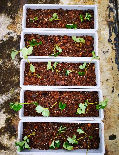 水培草莓怎么种？视频教程教你轻松上手！-图3