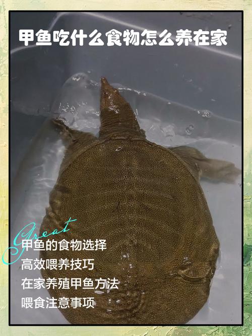 想学养甲鱼？视频大全集该怎么看？-图1