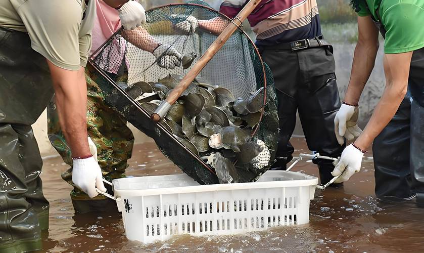 想学养甲鱼？视频大全集该怎么看？-图2