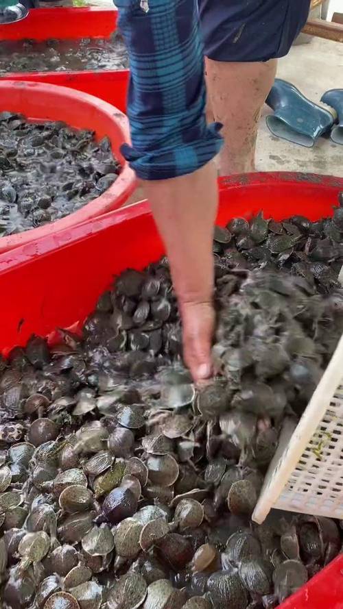 想学养甲鱼？视频大全集该怎么看？-图3