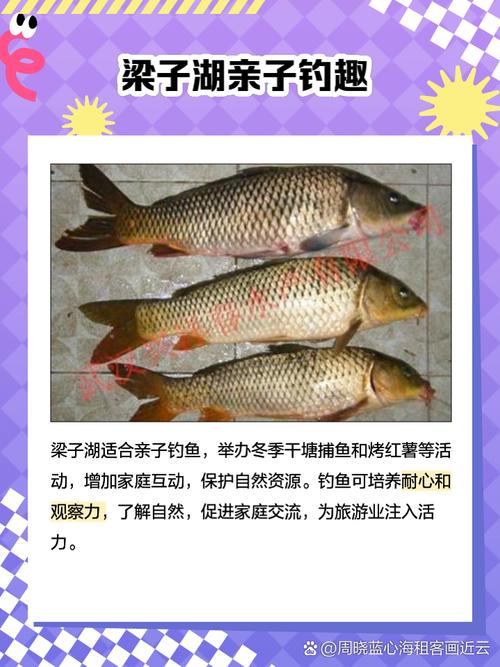 2斤以上鲤鱼批发价多少钱一斤？-图2