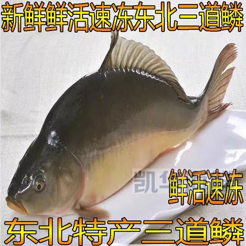 2斤以上鲤鱼批发价多少钱一斤？-图1