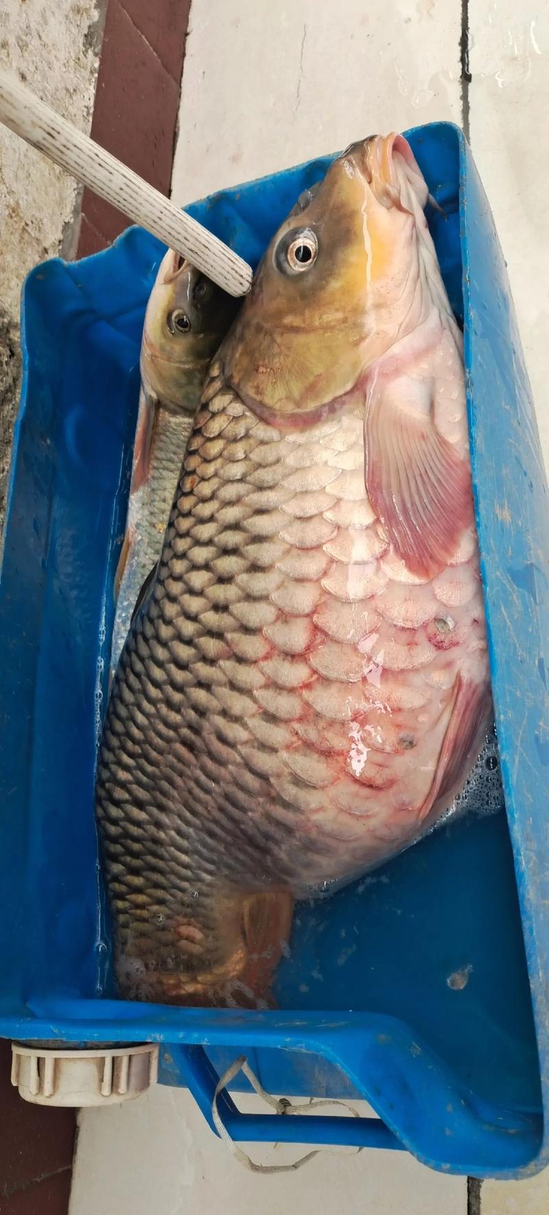 2斤以上鲤鱼批发价多少钱一斤？-图3