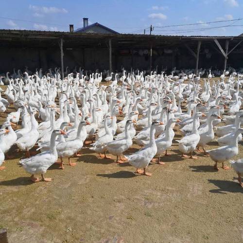 河北常见的大鹅品种有哪些？-图2