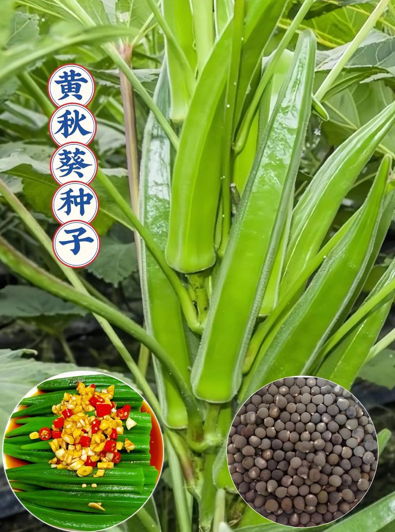 黄秋葵品种有哪些？科技苑推荐哪款好？-图2