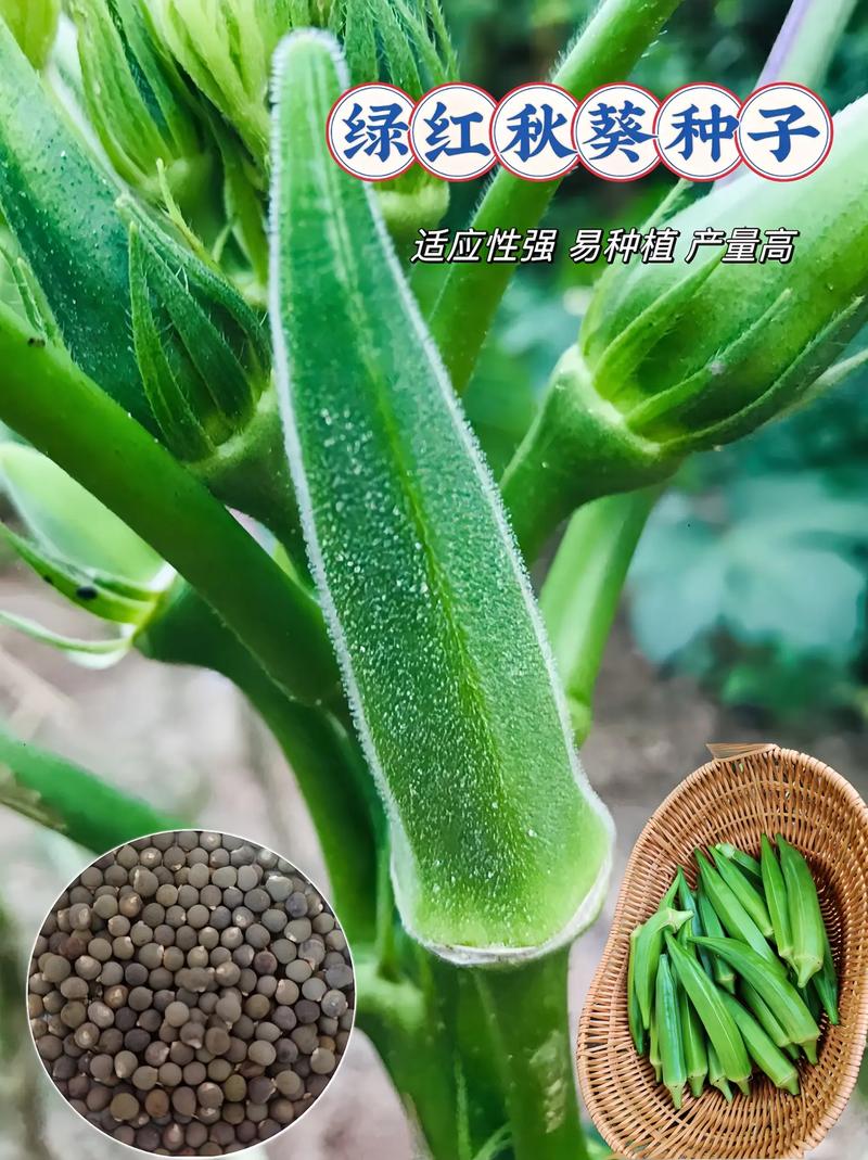 黄秋葵品种有哪些？科技苑推荐哪款好？-图3