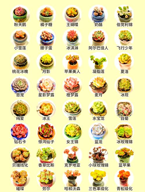 多肉品种不同，养护方法有何差异？-图2