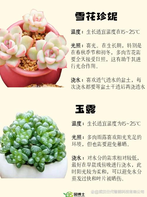 多肉品种不同，养护方法有何差异？-图3