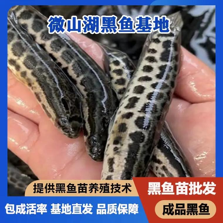 2025黑鱼苗批发价多少钱一斤？-图3