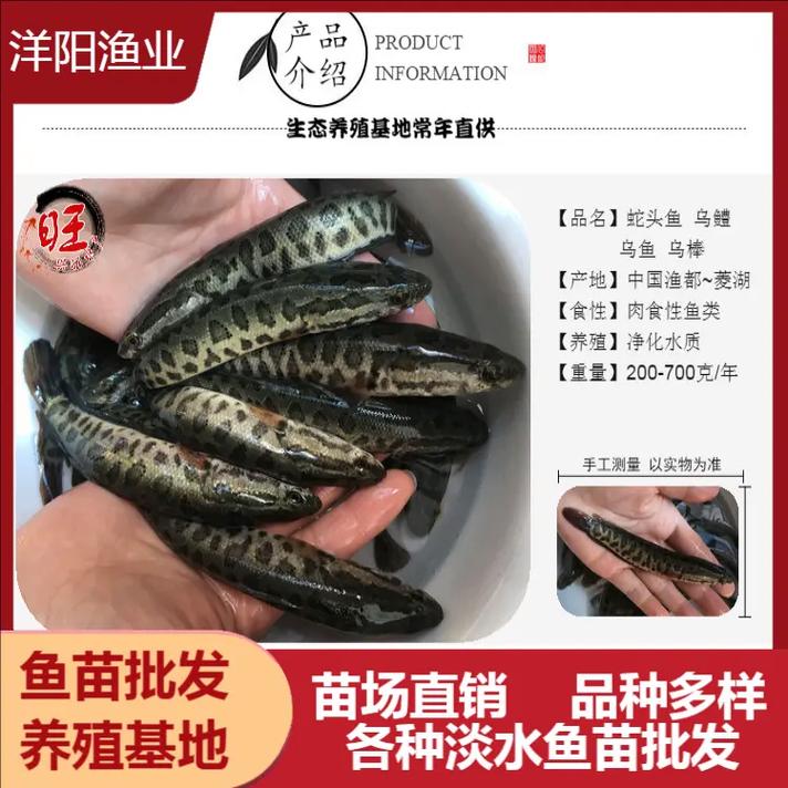 2025黑鱼苗批发价多少钱一斤？-图2