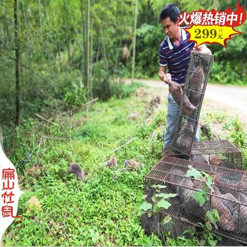 竹鼠种苗批发价多少？-图2