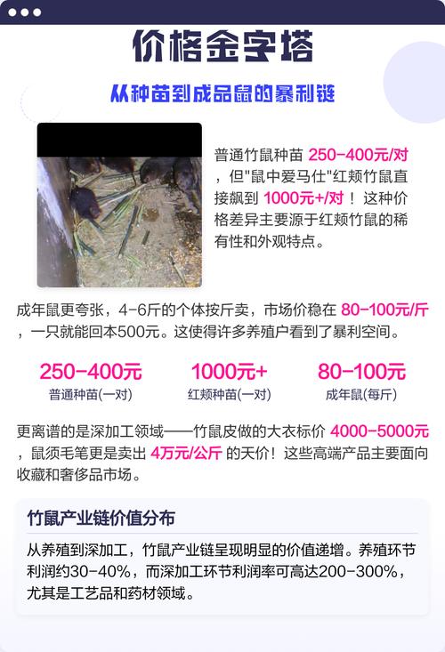 竹鼠种苗批发价多少？-图1