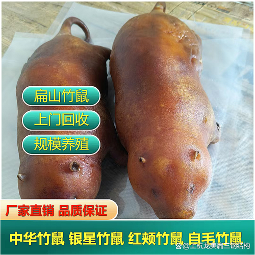 竹鼠种苗批发价多少？-图3