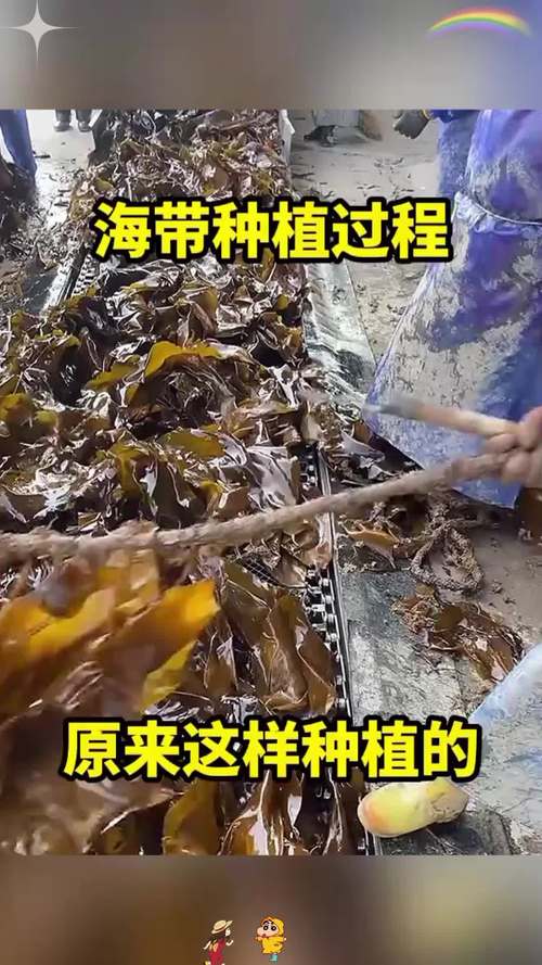 海带种植有哪些关键技术？-图1