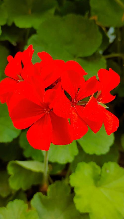 天竺葵品种到底有多少？-图2