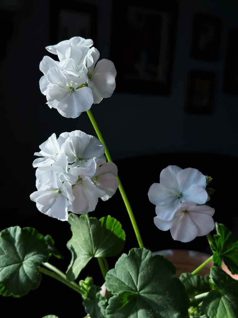 天竺葵品种到底有多少？-图3