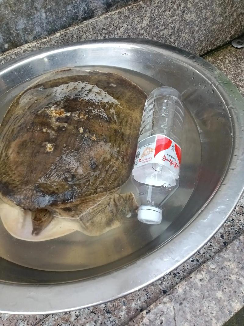 2025珍珠鳖收购价多少？-图1