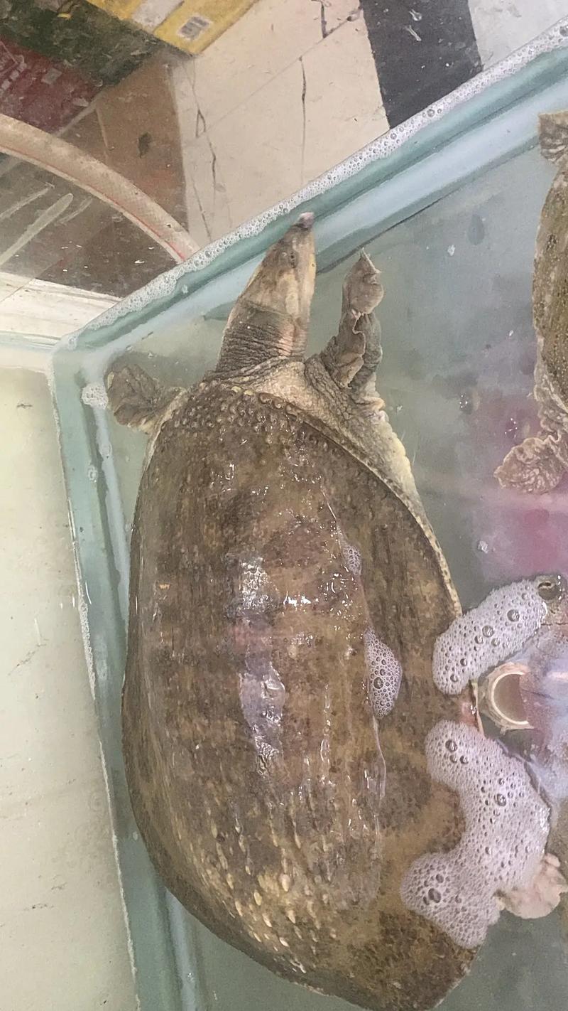 2025珍珠鳖收购价多少？-图2