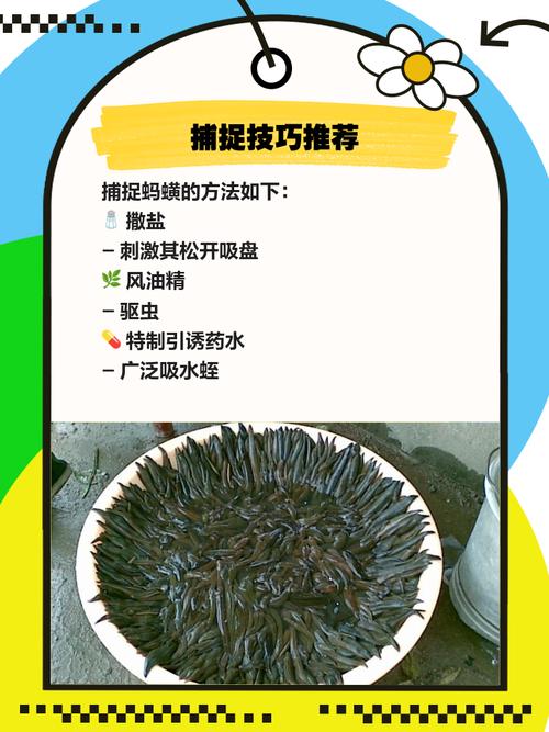 水蛭繁殖技术有哪些关键点?-图1 水蛭繁殖技术有哪些关键点?-图1