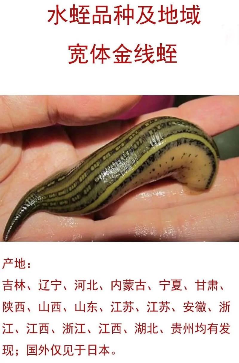 水蛭繁殖技术有哪些关键点?-图3 水蛭繁殖技术有哪些关键点?-图3