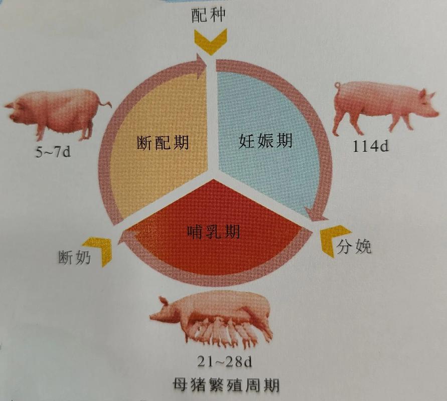 母猪养殖管理技术有哪些关键要点？-图1