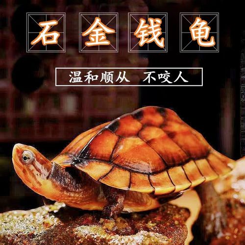 2025石金钱龟价格多少？行情如何？-图3