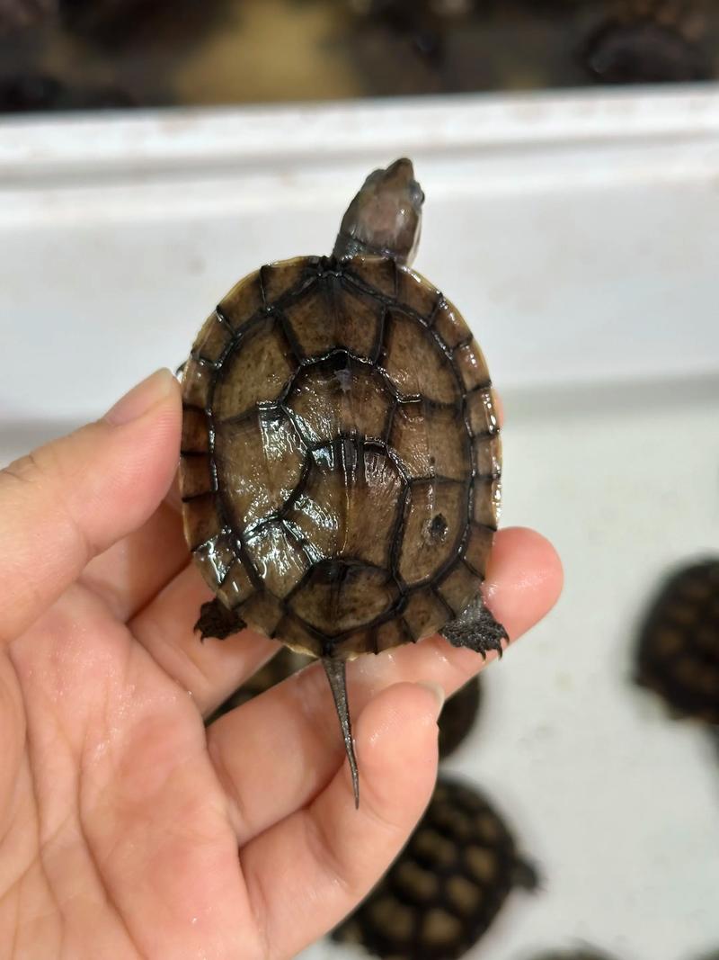 2025石金钱龟价格多少？行情如何？-图2