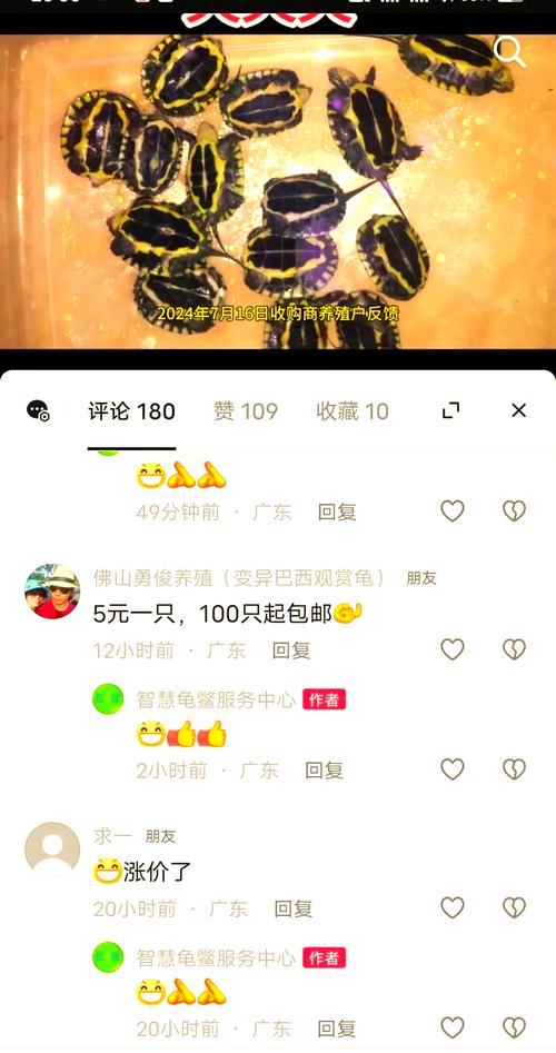 2025石金钱龟价格多少？行情如何？-图1