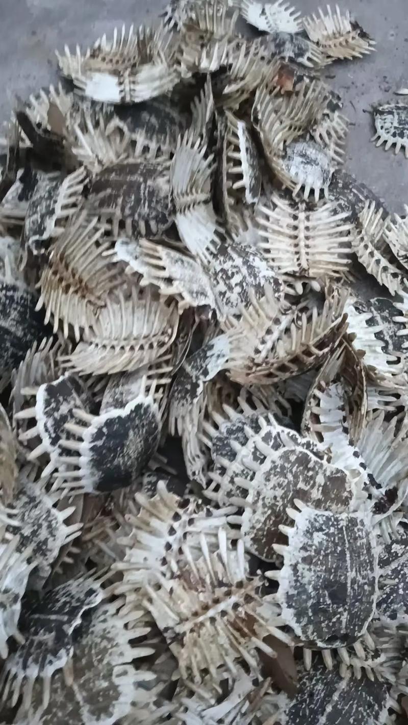 2025年龟壳收购价会涨还是跌？-图3