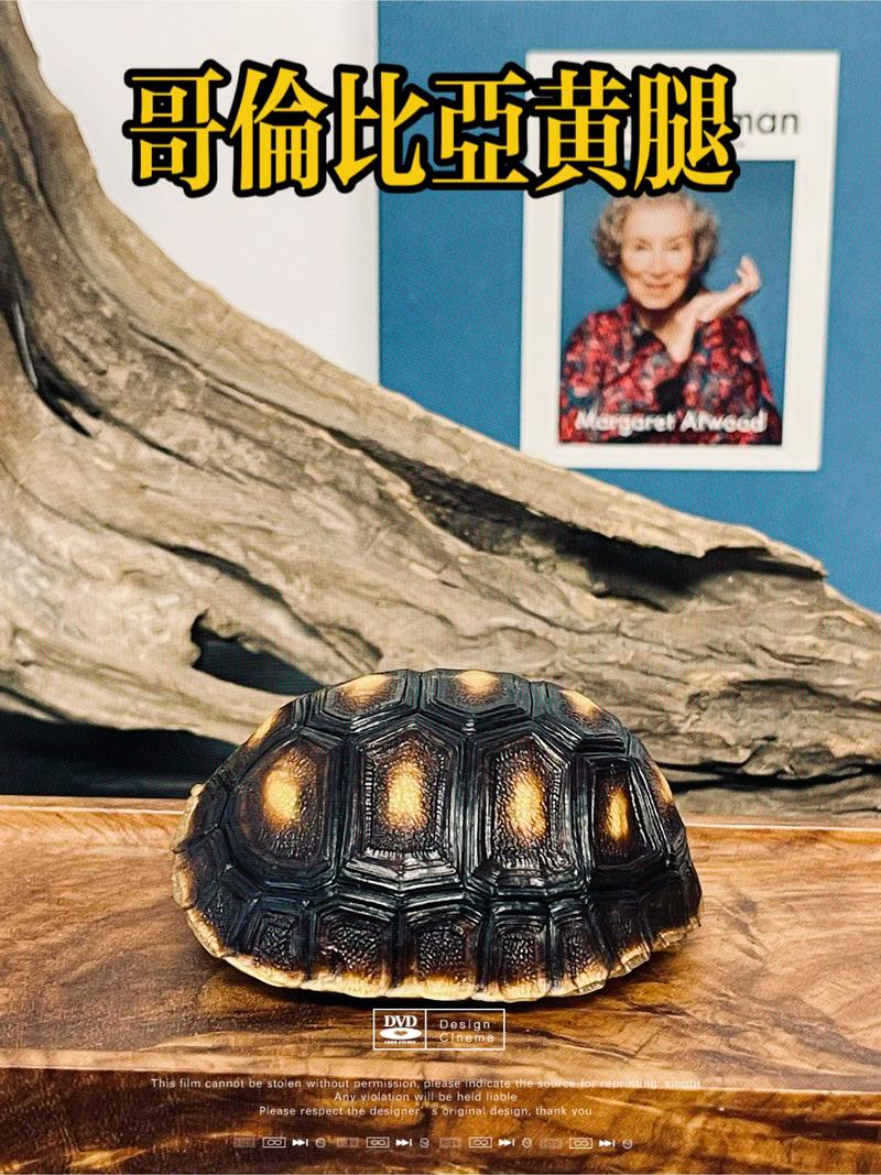 2025年龟壳收购价会涨还是跌？-图2