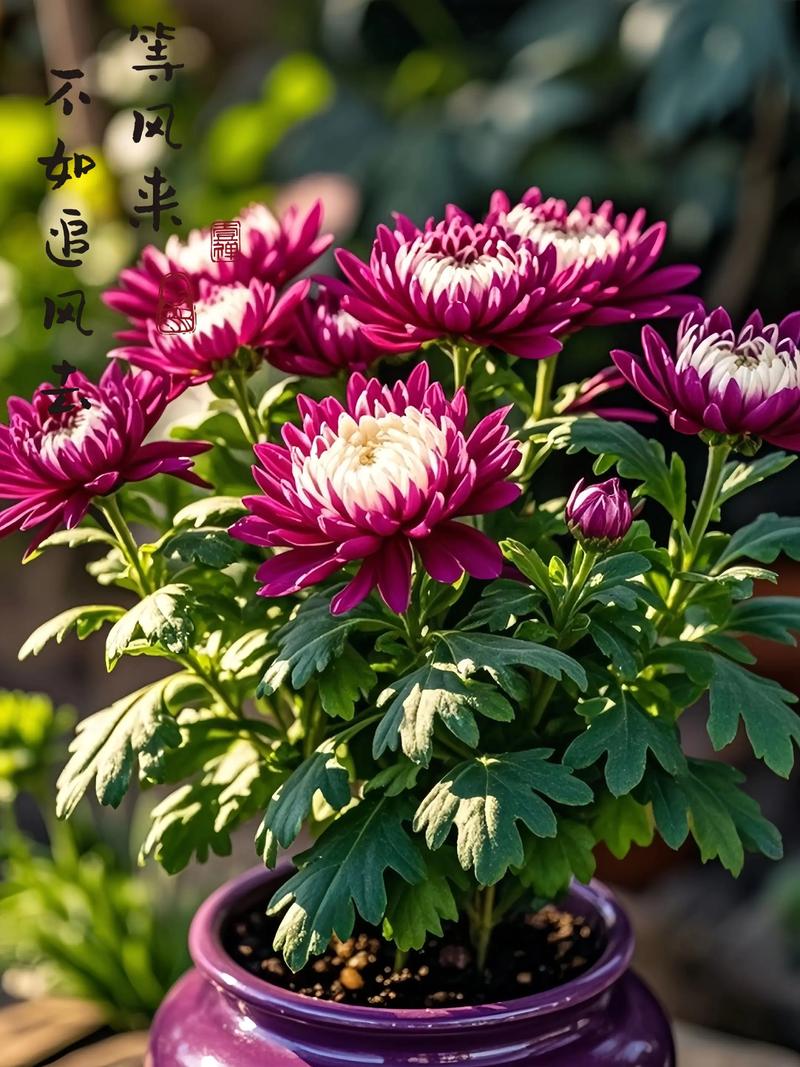 菊花种植视频有哪些关键技术要点?-图1 菊花种植视频有哪些关键技术要点?-图1