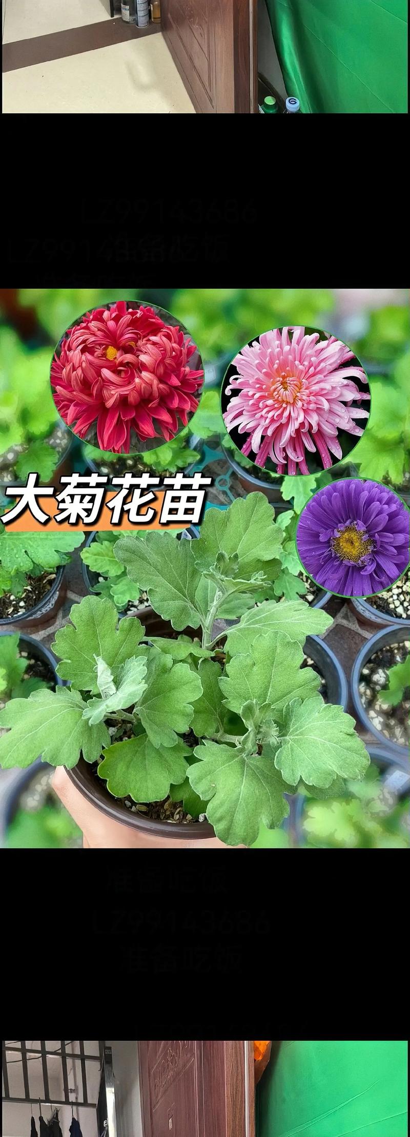 菊花种植视频有哪些关键技术要点?-图2 菊花种植视频有哪些关键技术要点?-图2