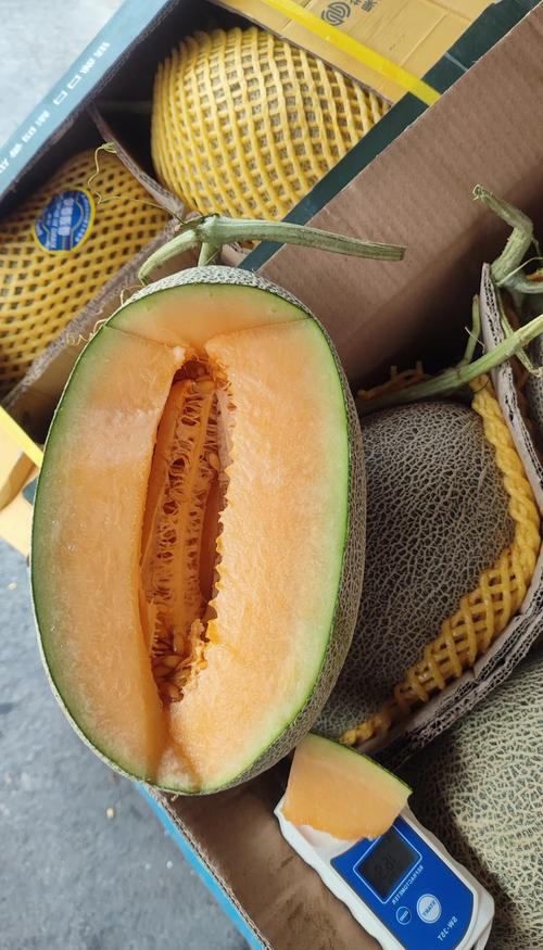 世界哈密瓜品种有哪些？-图3