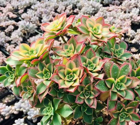 碧辉是哪种多肉品种?-图2 碧辉是哪种多肉品种?-图2