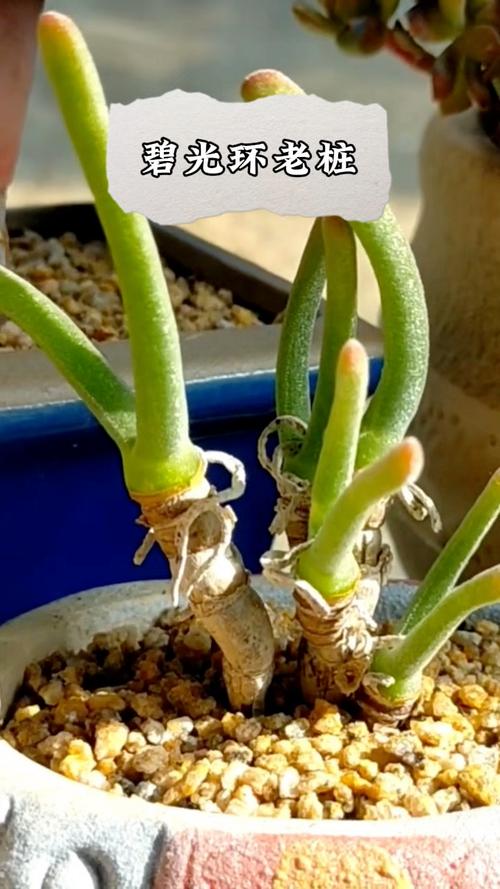 碧辉是哪种多肉品种?-图3 碧辉是哪种多肉品种?-图3