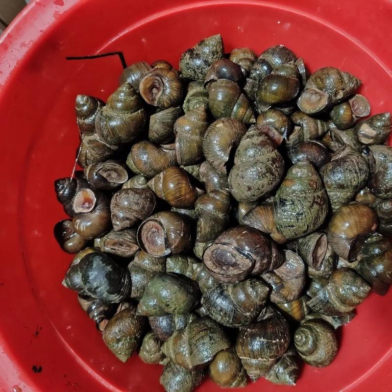 2025年田螺收购价会涨还是跌？-图1