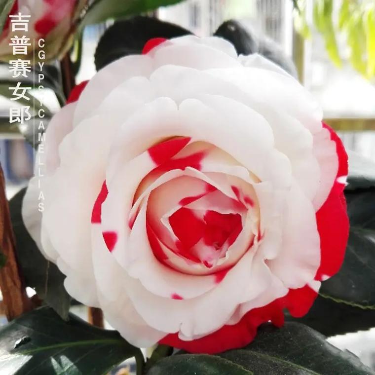 山茶花哪种品种最好看？-图3