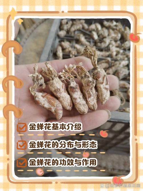 金蝉花养殖效益高吗？技术难点有哪些？-图1