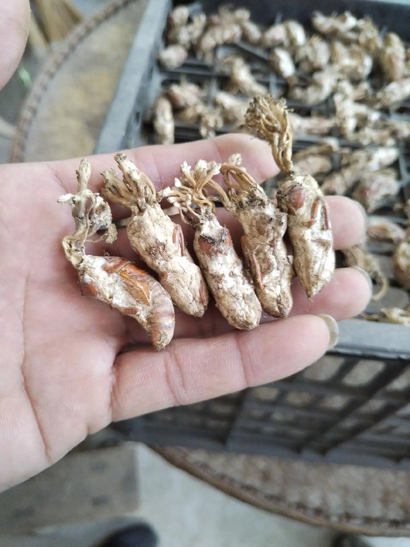 金蝉花养殖效益高吗？技术难点有哪些？-图2