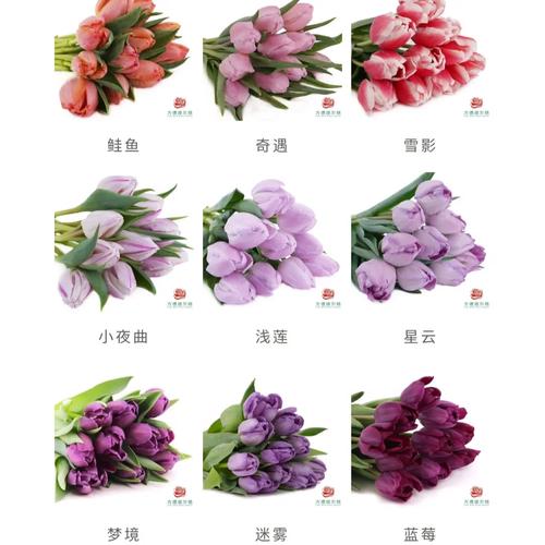 郁金香品种外形如何分类？-图2