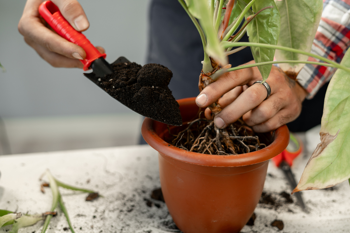 盆栽技术视频怎么学？关键步骤有哪些？-图1